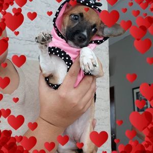 Meet your Posher, Yvette